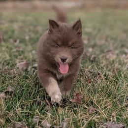 Kit - Red and white female Siberian Husky puppy in Coshocton, Ohio from Wyant Farms