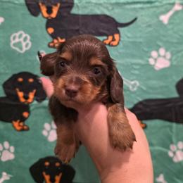 Chocolate Tan Male - Chocolate and tan male Dachshund puppy in Austin, Colorado from Colorado Mini Dachshunds