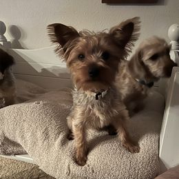 Bentley - Yorkshire Terrier