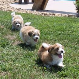 Gemstone Havanese breeder of 