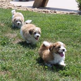 Gemstone Havanese breeder of 