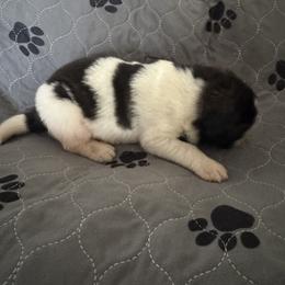 Pyrenean Mastiff Puppies from Mastini Sierra Pyrenean Mastiffs