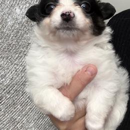 Moe Jr - Black and white male Chihuahua puppy in Richlands, North Carolina from Funnyface Frenchies & Long Haired Chihuahuas