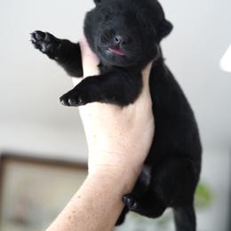 Jetta - Black female German Shepherd puppy in Coarsegold, California from Yosemite Shepherds