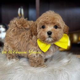 Cavapoo, Maltipoo, and Poodle Puppies from McCraws N Paws