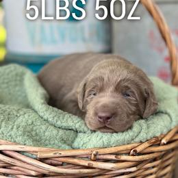 Ernest - Silver male Dilute Retriever puppy in Puyallup, Washington from 12 Door Farm Labradors