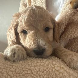Oakley - Cream male Goldendoodle puppy in Pasco, Washington from Elm Road Farms