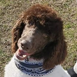 Sunny - Goldendoodle