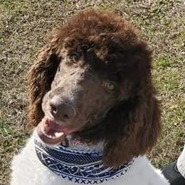 Sunny - Goldendoodle