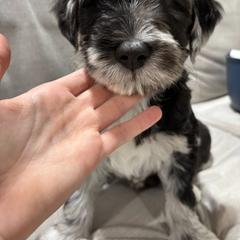 Boy 5 - Bergamasco Sheepdog puppy from Fox Valley Bergamasco