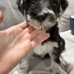 Boy 5 - Bergamasco Sheepdog puppy from Fox Valley Bergamasco