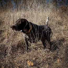 German Shorthaired Pointer All Grown Up from Majestik Kennels