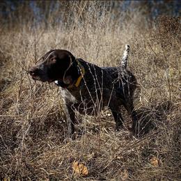 German Shorthaired Pointer All Grown Up from Majestik Kennels