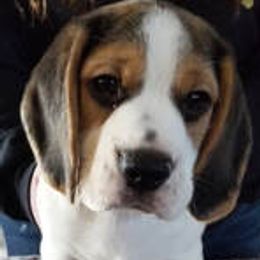 Beagles from Robey Creek Beagles