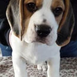 Beagles from Robey Creek Beagles