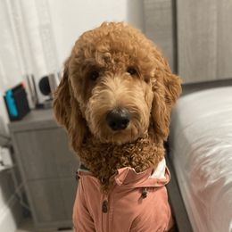 Goldendoodle All Grown Up from Sunshine Doodles
