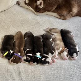 Siberian Husky puppies from House of Ace & Iza