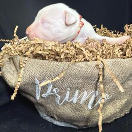 Red - White male Dogo Argentino puppy in Powder Springs, Georgia from Primo Kennels