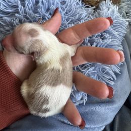 Cupcake - Cream parti female Pomeranian puppy in Enfield, Connecticut from That Pom Haus