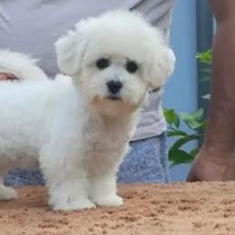 Bichon Frises, Cavachons, Cavalier King Charles Spaniels, Cavapoos, and Havanese from Peaks Pups & Cavachon Love Chocolate Cavaliers, Cavaliers, Cavachon’s, Cavapoos & Havanese