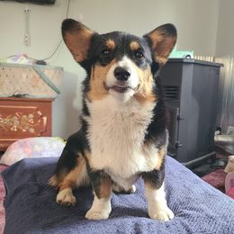 Pembroke Welsh Corgis from The 6Ks Paws and Hobbies
