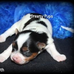 AKC Wreath - Black tan and white male Biewer Terrier puppy in Kennesaw, Georgia from Dreamy Pups