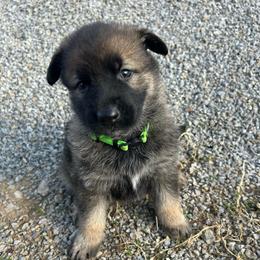 Marsy - Sable female German Shepherd puppy in Milan, Illinois from Stonewick German Shepherds