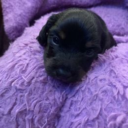 Bingo - Dachshund puppy from KS FUREVER MINI DOXIES