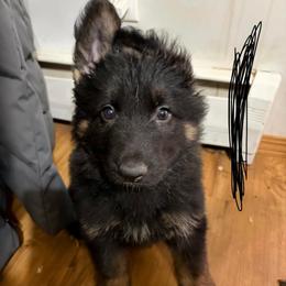 Black - Black and tan male German Shepherd puppy in Fort Wayne, Indiana from AA Kennel