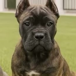 Female brindle - Chestnut brindle female Cane Corso puppy in Lewisville, Denton County, Texas from Trained to go Corso Kennels (T.T.G. Corso Kennels)