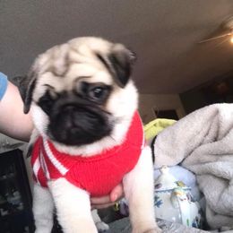 Pug Puppies from Pickwick Pugs