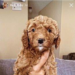 Goldendoodle Puppies from Rylaarsdam Doodles