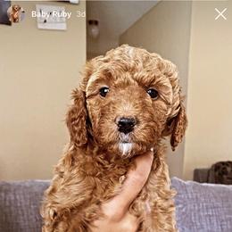 Goldendoodle Puppies from Rylaarsdam Doodles