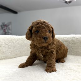 Benny - Red  male Poodle puppy in Berrien Springs, Michigan from Michigan Mini & Toy Red Poodles