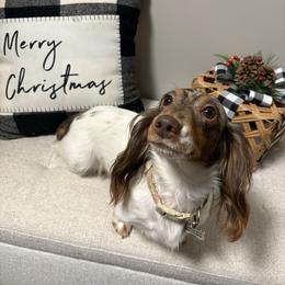 Piper - Dachshund