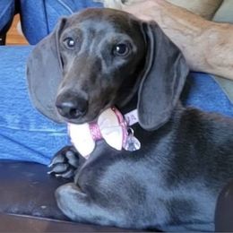 Dachshund All Grown Up from RVA Dachshunds