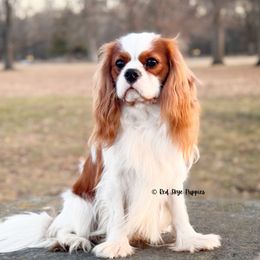 Dutton - Cavalier King Charles Spaniel