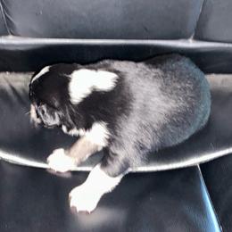Oppy - Black tri-color male Australian Shepherd puppy in Brownfield, Maine from Misty Feather Aussies
