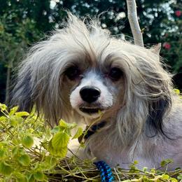 Vinny - Silver male Chinese Crested puppy in Lutz, Florida from Halcyon Chinese Cresteds