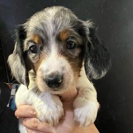 Sherry - Dapple female Dachshund puppy in Bigfork, Minnesota from Dachshunds Up North
