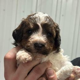 Cowboy - Brown and white male Bernedoodle puppy in Petersburg, Michigan from Brittany’s Mini Bernedoodles