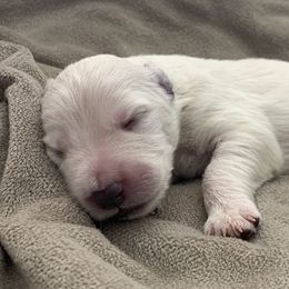 German Shepherd Puppies from Park Hill German Shepherds