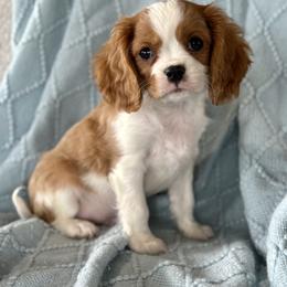 Oscar - Blenheim male Cavalier King Charles Spaniel puppy in Sugarcreek, Ohio from Chocolate Cavalier
