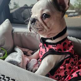 RJ - White and fawn female French Bulldog puppy in Monterey, Louisiana from McaysKennels