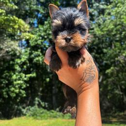Orange boy - Black and tan male Yorkshire Terrier puppy in Cornelia, Georgia from Kruz Kennels