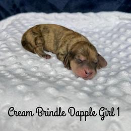 Cream Brindle Dapple Girl 1 - Cream female Dachshund puppy in Pauls Valley, Oklahoma from Simply Happy Dachshunds