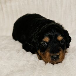 Aussiedoodle Puppies from Parrish Precious Ones