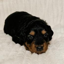 Aussiedoodle Puppies from Parrish Precious Ones