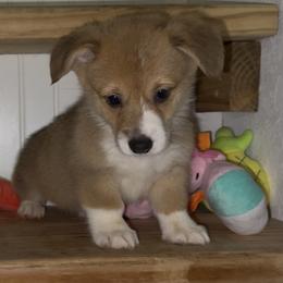 AKC white fish - Red male Pembroke Welsh Corgi puppy in Summerfield, Florida from Promise Land Farm