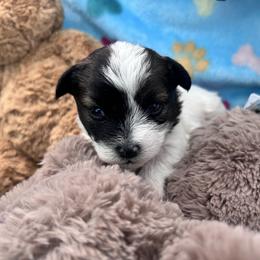 Cinnamon roll - Black and white male Shihpoo puppy in Denver, Colorado from Angel babies